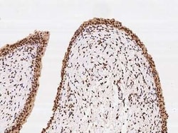 ARID1B Antibody, Novus Biologicals 100 &mu;g, Unconjugated:Antibodies,