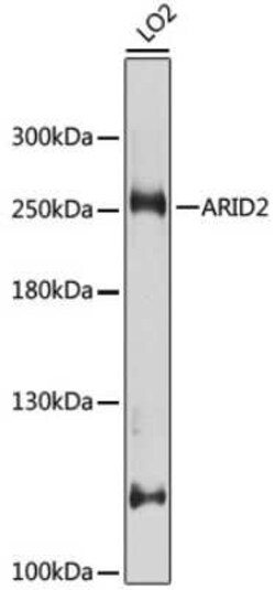 ARID2 Antibody - BSA Free, Novus Biologicals 0.02 mL, Unconjugated:Anticorps,