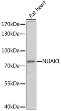 ARK5/NUAK1 Antibody - Azide and BSA Free, Novus Biologicals:Antibodies:Primary