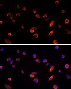 ARL13B Antibody - Azide and BSA Free, Novus Biologicals 0.1 mL, Unconjugated:Antibodies,