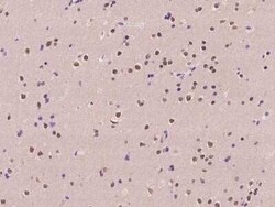 ARL14EP Antibody, Novus Biologicals 50 &mu;g, Unconjugated:Antibodies,