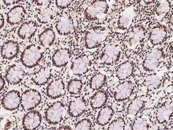 ARL14EP Antibody, Novus Biologicals 50 &mu;g, Unconjugated:Antibodies,