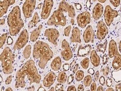 ARL3 Antibody, Novus Biologicals 50 &mu;g, Unconjugated:Antibodies, Polyclonal