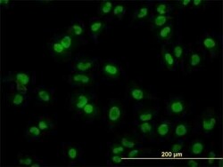 ARL6IP4 Antibody (5E5), Novus Biologicals 0.1 mg | Buy Online | Novus Biologicals | Fisher Scientific