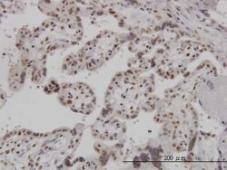 ARL6IP4 Antibody (5E5), Novus Biologicals 0.1 mg | Buy Online | Novus Biologicals | Fisher Scientific