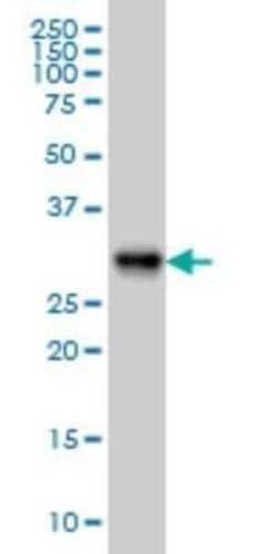 ARL6IP4 Antibody (5E5), Novus Biologicals 0.1 mg | Buy Online | Novus Biologicals | Fisher Scientific
