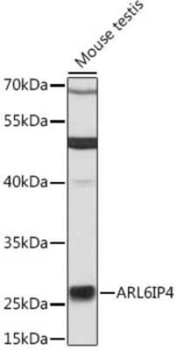 ARL6IP4 Antibody - Azide and BSA Free, Novus Biologicals 0.1 mL, Unconjugated:Antibodies,