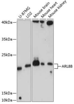 ARL8B Antibody - Azide and BSA Free, Novus Biologicals:Antibodies:Primary