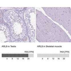 ARL9 Antibody, Novus Biologicals 0.1 mL, Unconjugated:Antibodies, Polyclonal