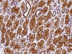 ARMC1 Antibody, Novus Biologicals 50 &mu;g | Buy Online | Novus Biologicals | Fisher Scientific