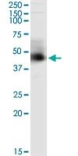 ARMC8 Antibody (2D9), Novus Biologicals 0.1 mg | Buy Online | Novus Biologicals | Fisher Scientific