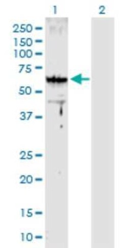 ARMC8 Antibody, Novus Biologicals 0.1 mg | Buy Online | Novus Biologicals | Fisher Scientific