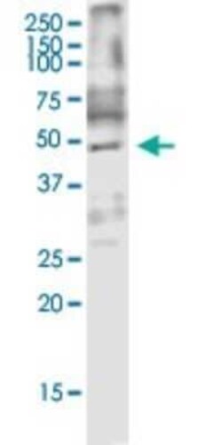 ARMCX3 Antibody (2G3), Novus Biologicals 0.1 mg | Buy Online | Novus Biologicals | Fisher Scientific