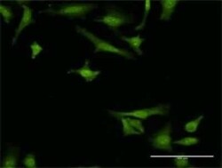 MANF Antibody (1D10), Novus Biologicals 0.1 mg | Buy Online | Novus Biologicals | Fisher Scientific