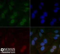 ARNT/HIF-1 beta Antibody (H1beta234) - Azide and BSA Free, Novus Biologicals