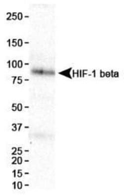 ARNT/HIF-1 beta Antibody (H1beta234) - Azide and BSA Free, Novus Biologicals