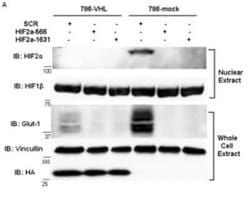 ARNT/HIF-1 beta Antibody (H1beta234) - Azide and BSA Free, Novus Biologicals