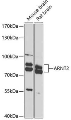 ARNT2 Antibody - BSA Free, Novus Biologicals 0.1 mL, Unconjugated:Antibodies,
