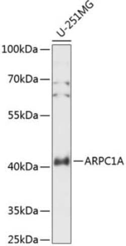 ARPC1A Antibody - Azide and BSA Free, Novus Biologicals:Antibodies:Primary