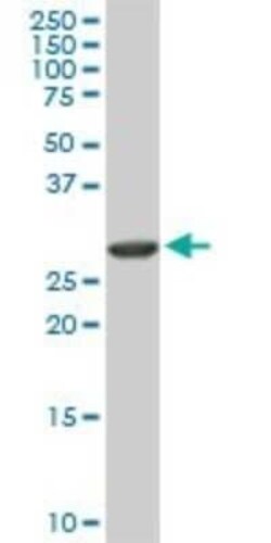 ARPC2 Antibody (5C8), Novus Biologicals 0.1 mg | Buy Online | Novus Biologicals | Fisher Scientific