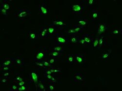 ARRDC2 Antibody, Novus Biologicals 50 &mu;g; Unconjugated:Antibodies, Polyclonal