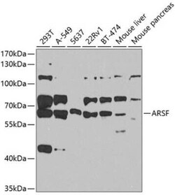 ARSF Antibody - BSA Free, Novus Biologicals 0.02 mL, Unconjugated:Antibodies,