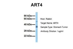 Novus Biologicals ART4 Antibody, Novus Biologicals 100 &mu;L; Unconjugated:Antibodies,