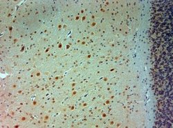 ARX Antibody, Novus Biologicals 0.1 mL; Unconjugated:Antibodies, Polyclonal