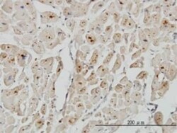 ASAH1 Antibody (2C9), Novus Biologicals 0.1 mg; Unconjugated:Antibodies,