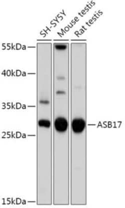 ASB17 Antibody - Azide and BSA Free, Novus Biologicals 0.1 mL, Unconjugated:Antibodies,