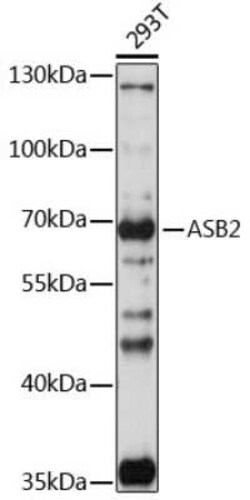 ASB2 Antibody - Azide and BSA Free, Novus Biologicals:Antibodies:Primary