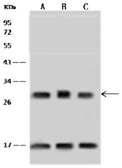 ASB9 Antibody, Novus Biologicals:Antibodies:Primary Antibodies