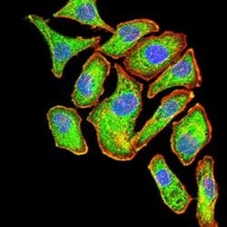 ASC/TMS1 Antibody (1C3D7) - BSA Free, Novus Biologicals 0.1 ml; Unconjugated:Antibodies,