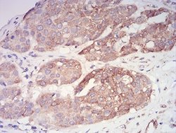 ASC/TMS1 Antibody (1C3D7) - BSA Free, Novus Biologicals 0.1 ml; Unconjugated:Antibodies,