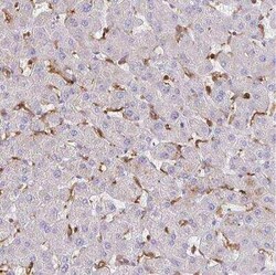 ASC/TMS1 Antibody, Novus Biologicals:Antibodies:Primary Antibodies