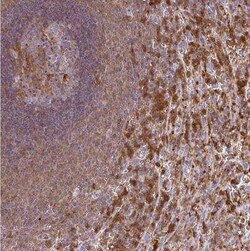ASC/TMS1 Antibody, Novus Biologicals:Antibodies:Primary Antibodies