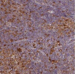 ASC/TMS1 Antibody, Novus Biologicals:Antibodies:Primary Antibodies