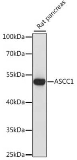 ASCC1 Antibody - Azide and BSA Free, Novus Biologicals 0.1 mL, Unconjugated:Antibodies,