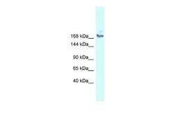 ASCC3L1 Antibody, Novus Biologicals 100 &mu;L | Buy Online | Novus Biologicals | Fisher Scientific