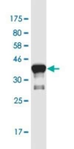 ASCL3 Antibody (2F8), Novus Biologicals 100 &mu;g | Buy Online | Novus Biologicals | Fisher Scientific