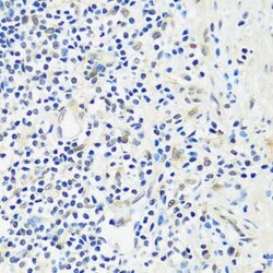 ASCL4 Antibody - Azide and BSA Free, Novus Biologicals:Antibodies:Primary