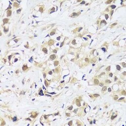 ASCL4 Antibody - Azide and BSA Free, Novus Biologicals:Antibodies:Primary