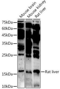 ASCL4 Antibody - Azide and BSA Free, Novus Biologicals:Antibodies:Primary