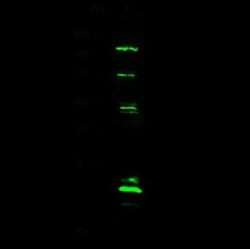 ASF1a Antibody, Novus Biologicals 50 &mu;g, Unconjugated:Antibodies, Polyclonal
