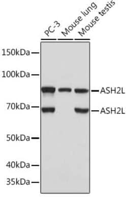 ASH2L Rabbit anti-Human, Mouse, Rat, Clone: 10B6U5, Novus Biologicals 100