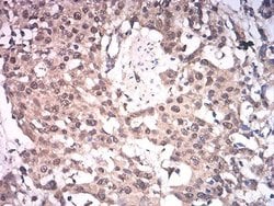 ASH2L Antibody (6B10H10) - BSA Free, Novus Biologicals 0.1 ml; Unconjugated:Antibodies,