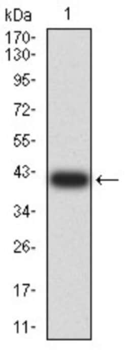 ASH2L Antibody (6B10H10) - BSA Free, Novus Biologicals 0.1 ml; Unconjugated:Antibodies,