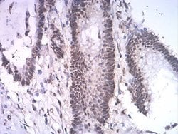 ASH2L Antibody (6F6B9) - BSA Free, Novus Biologicals:Antibodies:Primary
