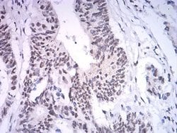 ASH2L Antibody (6F6B9) - BSA Free, Novus Biologicals:Antibodies:Primary