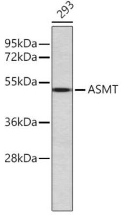 ASMT Antibody - Azide and BSA Free, Novus Biologicals:Antibodies:Primary